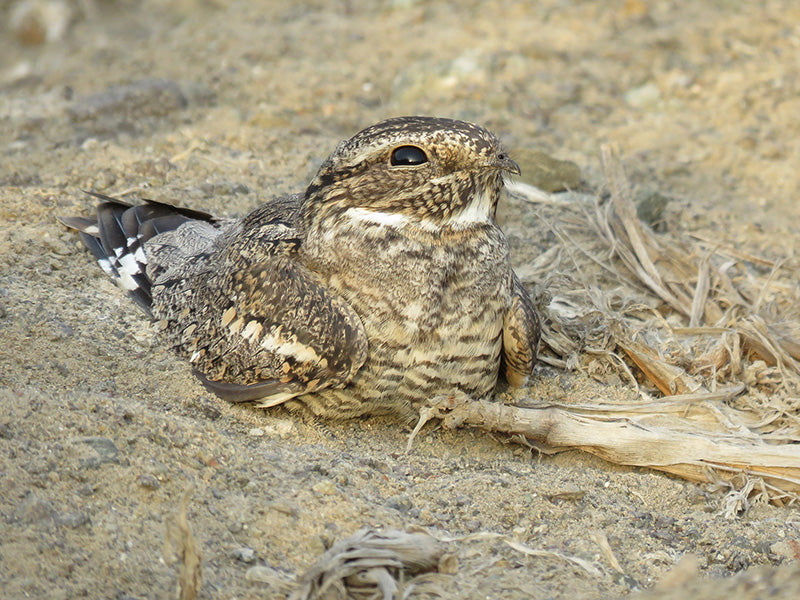 Lesser nighthawk, Chotacabras Chico, Chordeiles acutipennis