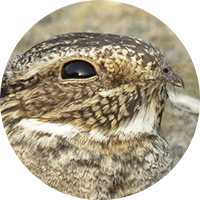 Lesser Nighthawk, Chordeiles acutipennis, Chotacabras Chico