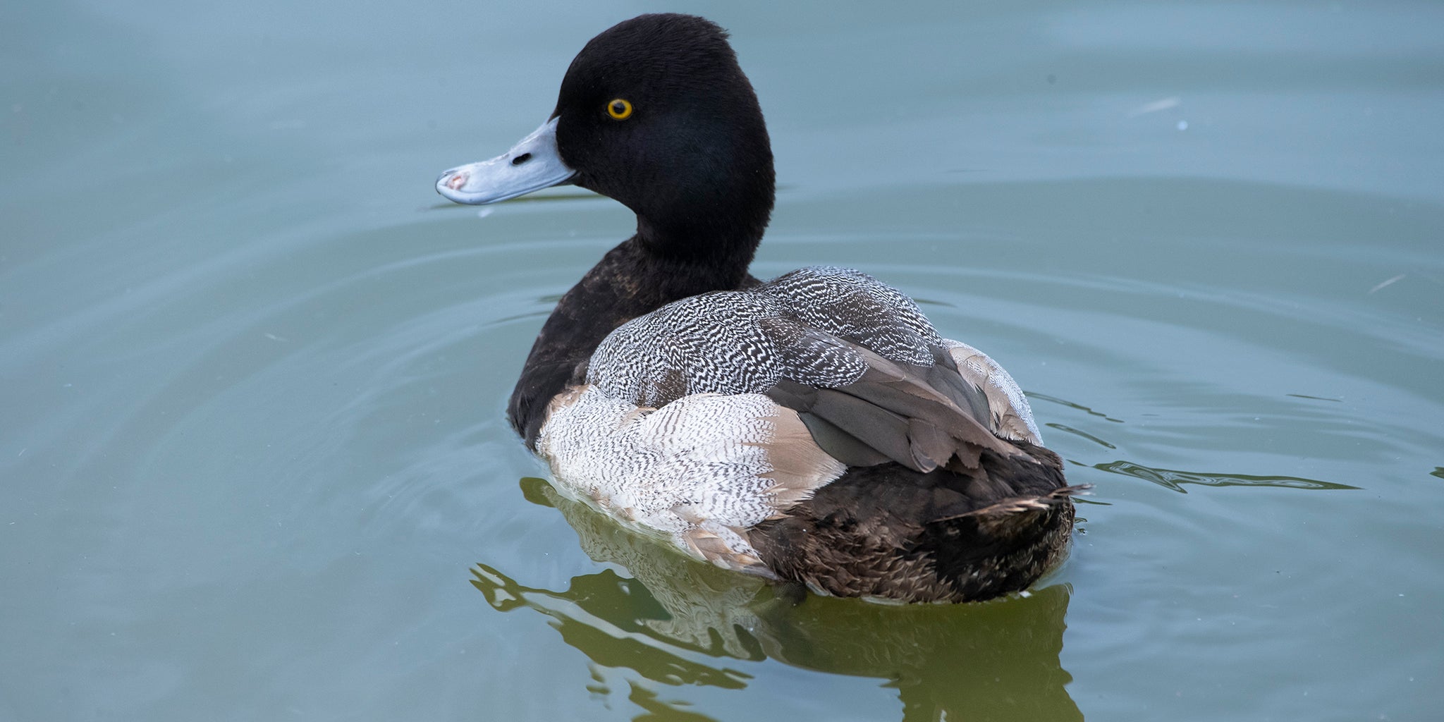 lesser-scaup, pato canadiense