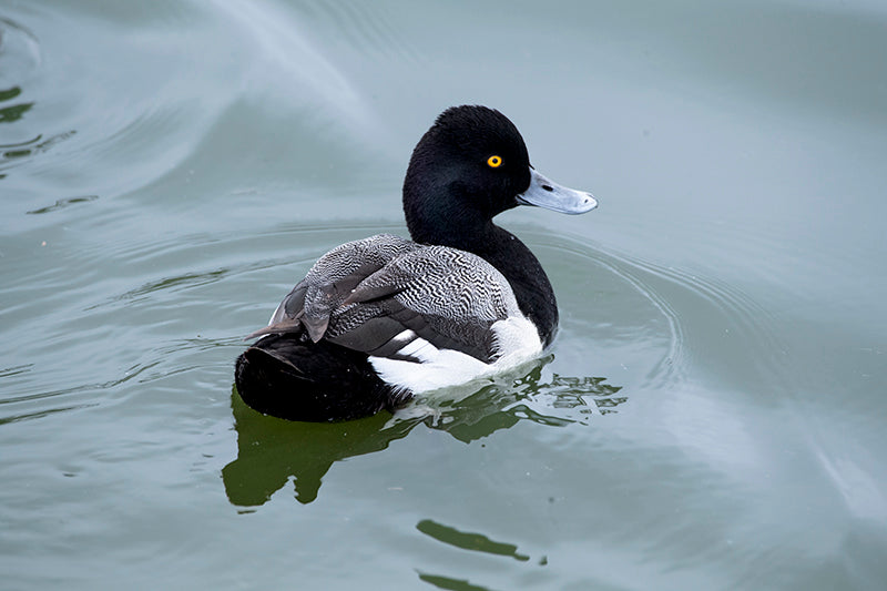 beautiful lesser-scaup