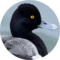 Althea-affinis, lesser scaup