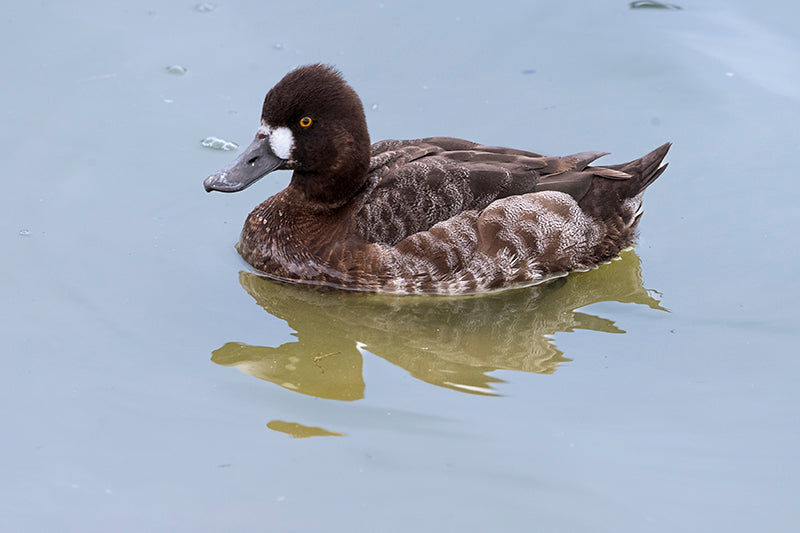 female lesser scaup