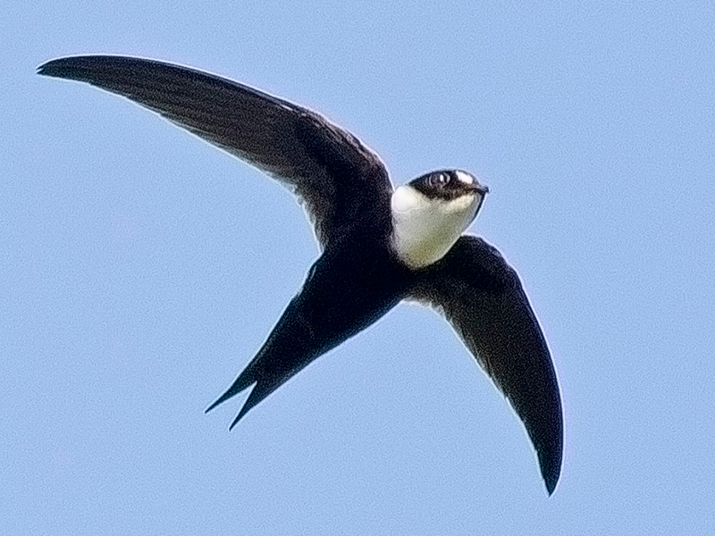 Lesser Swallow-tailed Swift,Panyptila cayennensis, Vencejo Rabihorcado