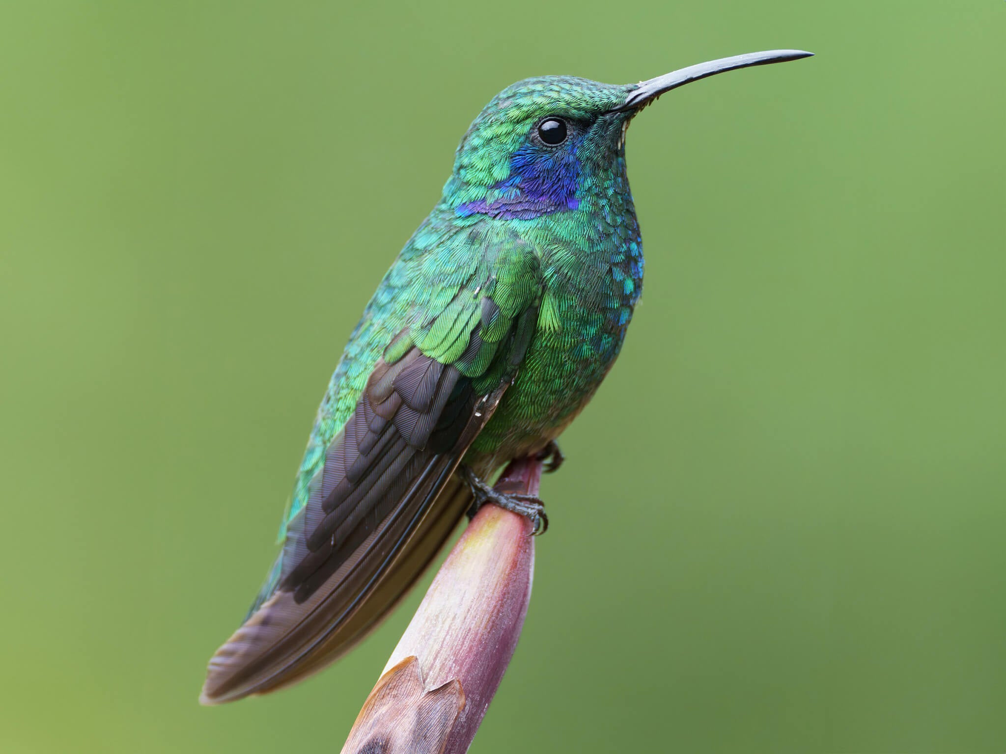 Lesser Violetear, Colibrí Verdemar, Colibri cyanotus