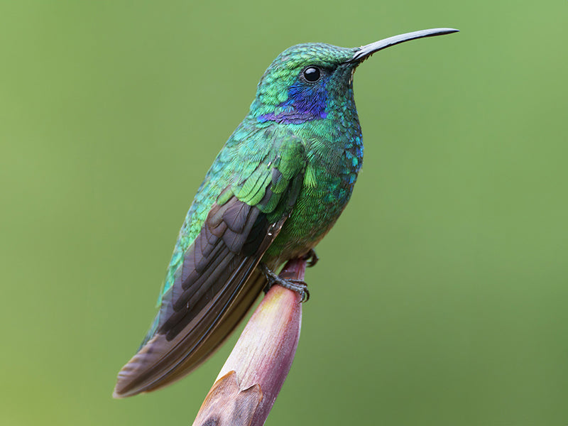 Lesser Violetear, Colibri cyanotus, Colibrí Verdemar