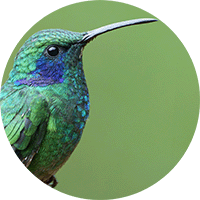 Lesser Violetear, Colibri coruscans, Colibrí Verdemar