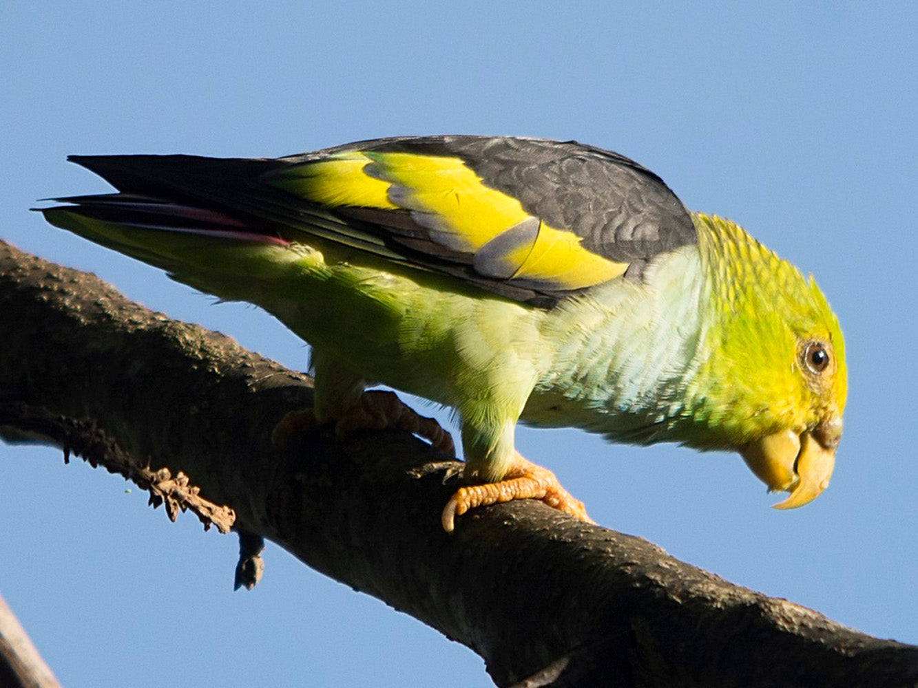 Lilac-tailed Parrot, Touit batavicus, Periquito Sietecolores