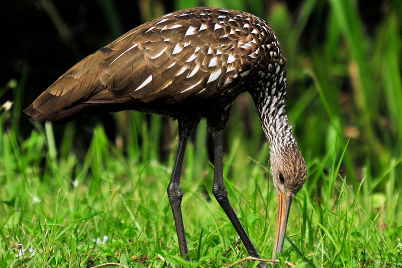 limpkin, gruiformes, aramidae