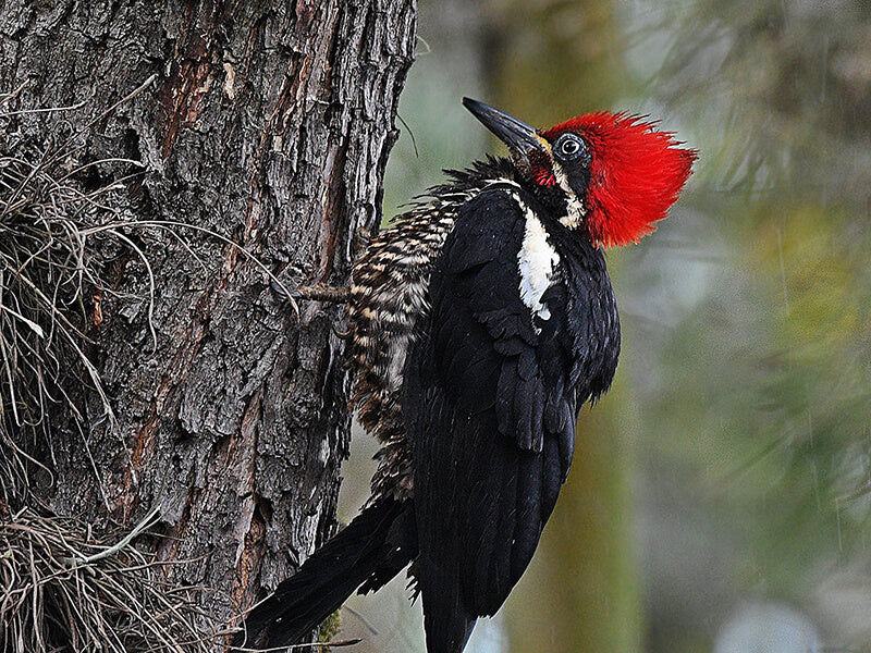 Lineated Woodpecker, Hylatomus lineatusSpanish Name: Carpintero Real