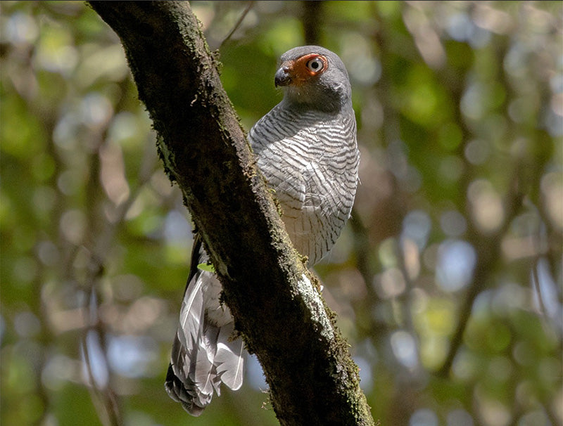 Lined-Forest-falcon, Micrastur gilvicollis, Halcón Montés Ojiblanco