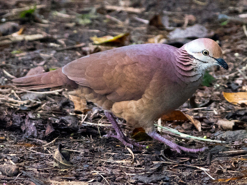 Lined Quail-dove, Zentrygon linearis, Paloma-perdiz Lineada