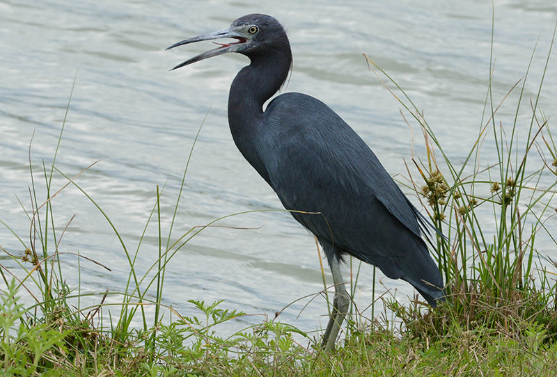 Little Blue Heron, Egretta caerulea, Garza Azul