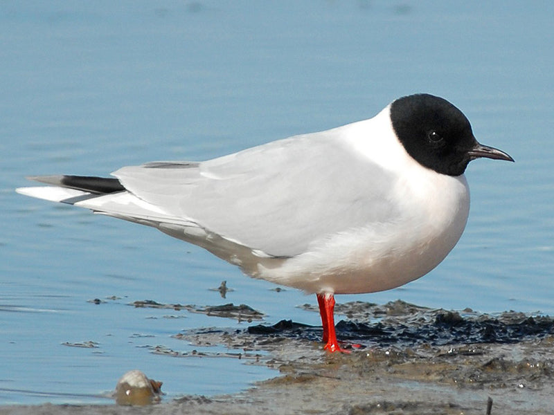 Little gull, Hydrocoloeus minutes, Gaviota enana