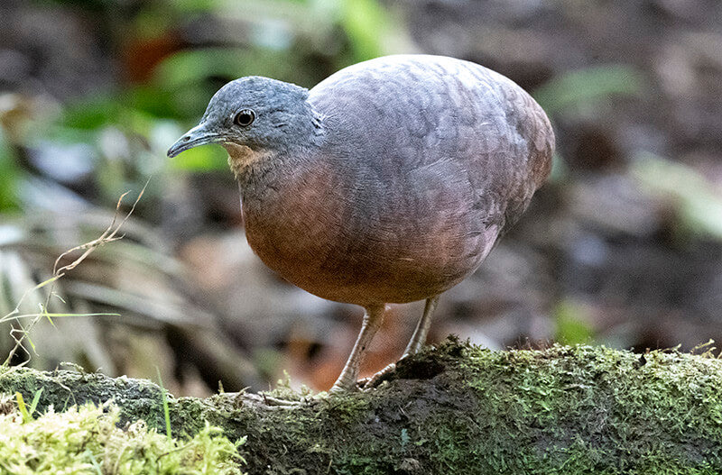 Little-tinamou, Crypturellus sour, Tinamú Chico