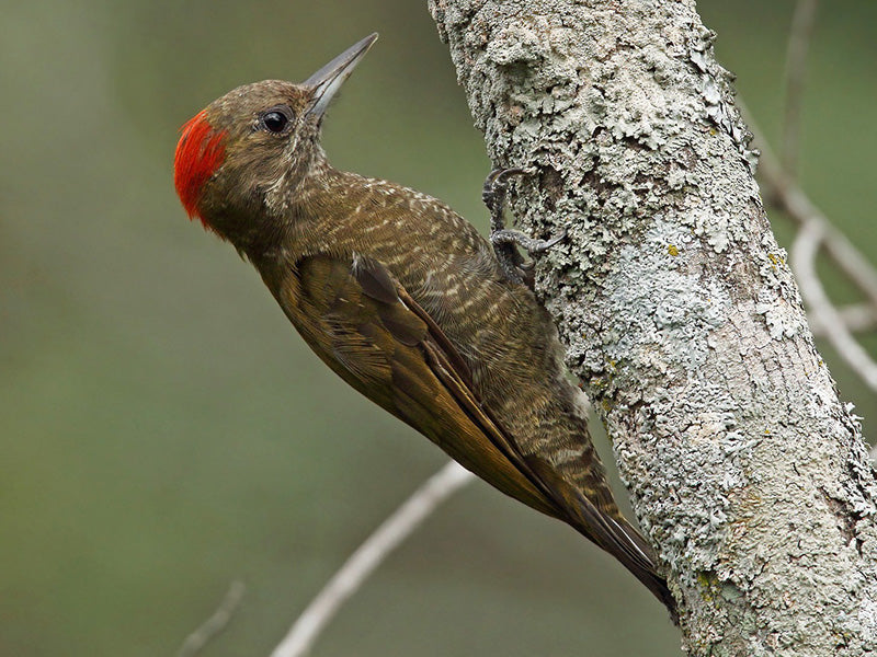 Little Woodpecker, Veniliornis passerinus, Carpintero Ribereño