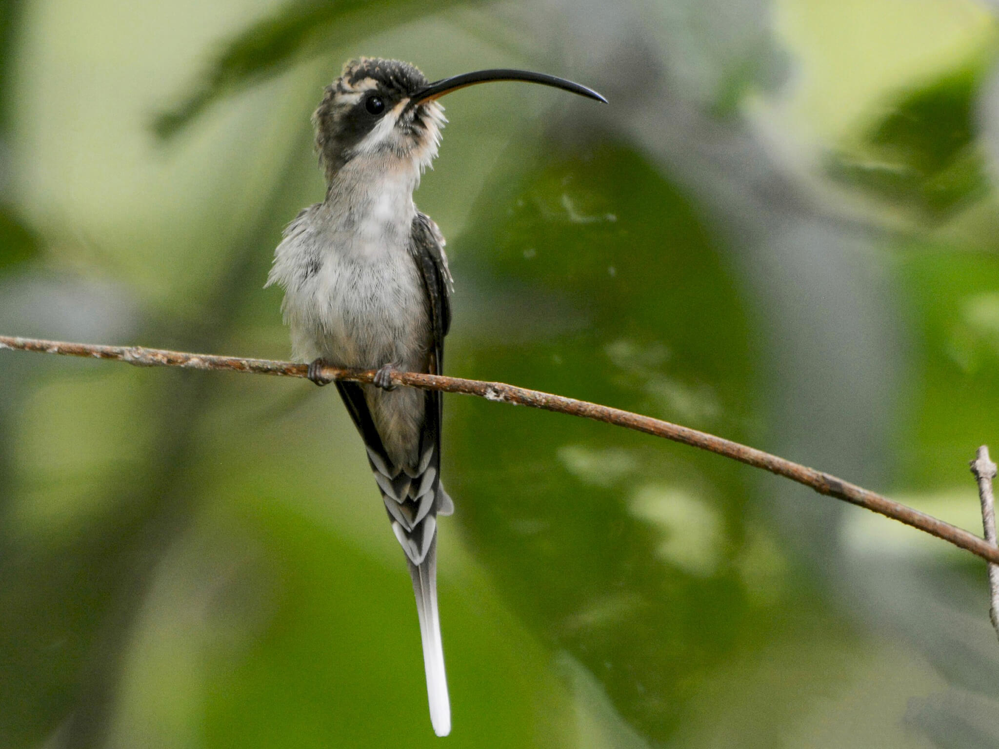 Long-billed hermit