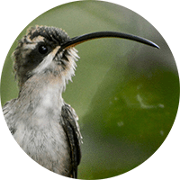 Long-billed hermit head