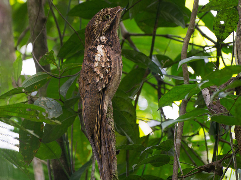 Long-tailed Potoo, Biemparado Rabilargo, Nyctibius aethereus