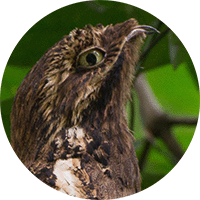 Long-tailed Potoo, Nyctibius aethereus, Biemparado Rabilargo