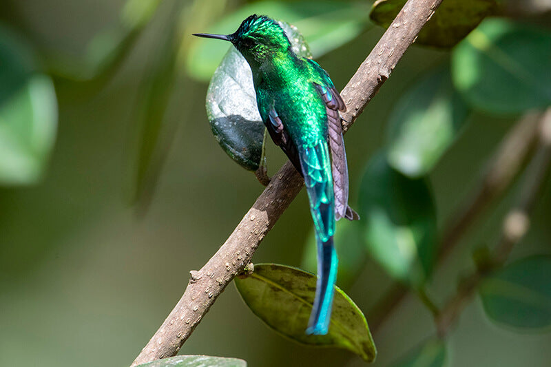 Long-tailed sylph, Aglaiocercus kingii, Cometa Verdiazul