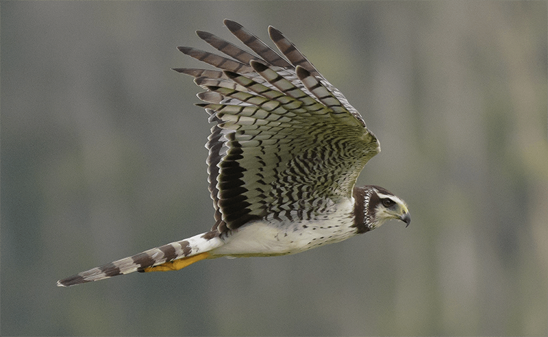Long-winged-harrier,  Circus buffoni, Aguilucho negro