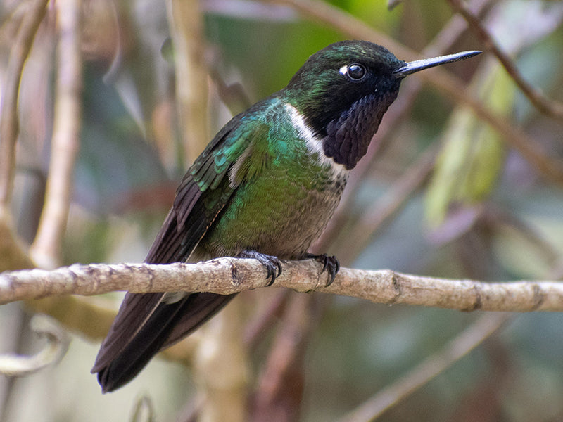 Longuemare’s Sunangel (Amethyst-throated Sunangel), Heliangelus clarisse, Ángel de Clarisse