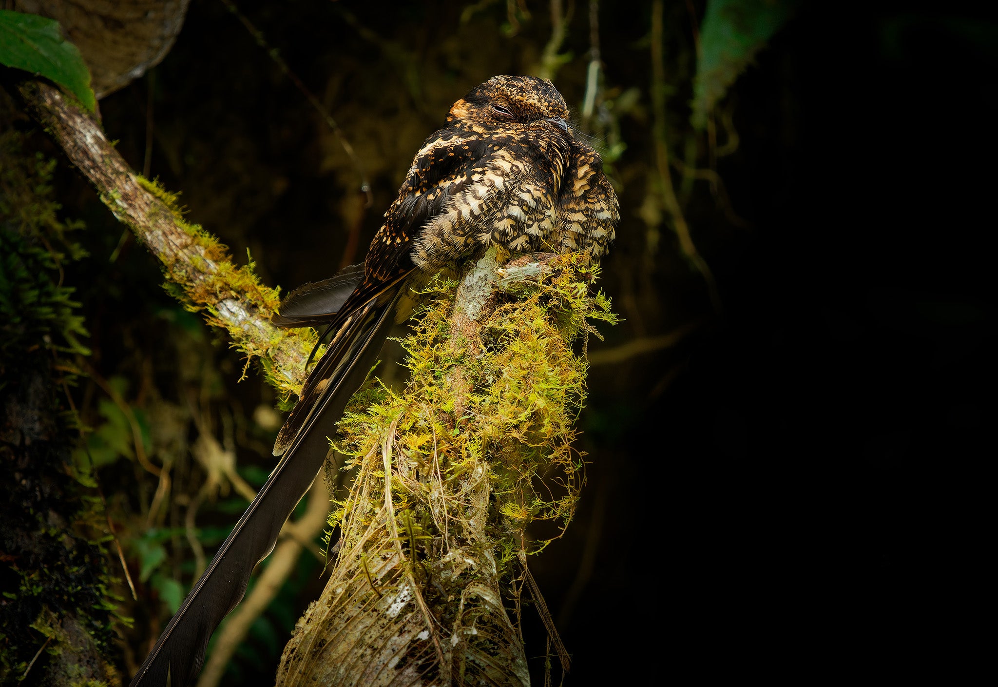 Lyre-tailed Nightjar, Uropsalis lira, Guardacaminos Lira