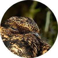 Lyre-tailed Nightjar, Uropsalis lira, Guardacaminos Lira