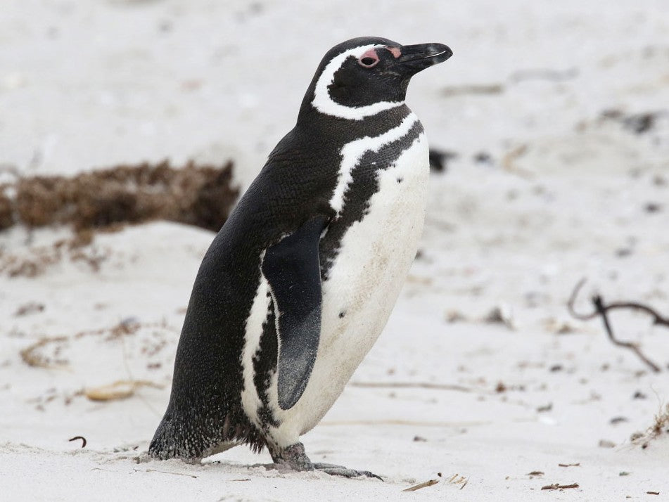 Magellanic Penguin, Spheniscus magellanicus, Penguino de Magallanes