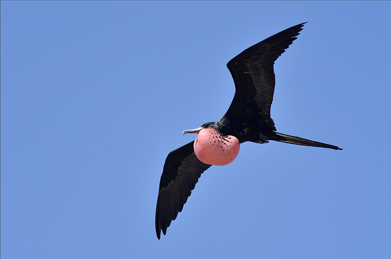 Magnificent-Frigatebird, Fregata magnificens, Fragate Magnífica