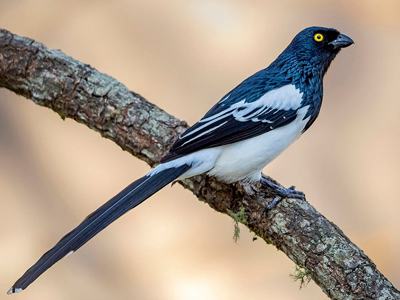 Magpie Tanager, Cissopis leverianus, Tangará Urraca