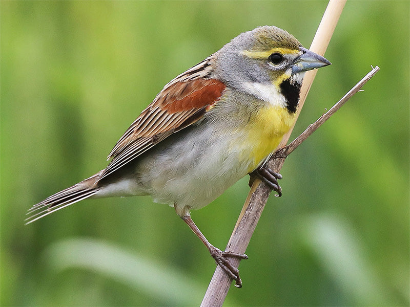 Cardinals – Birds of Colombia