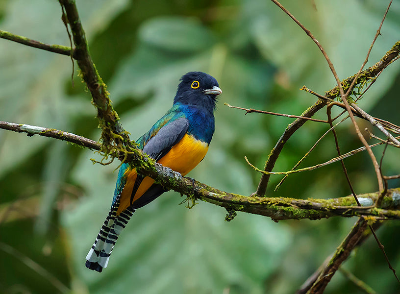 Gartered Trogon, Trogon (violaceus) caligatus, Trogón Violáceo