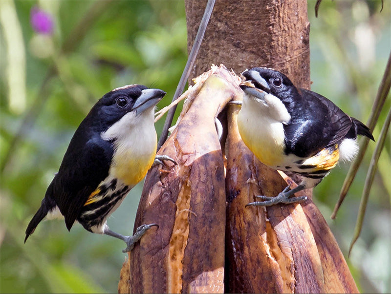 Spot-crowned Barbet, Capito maculicoronatus