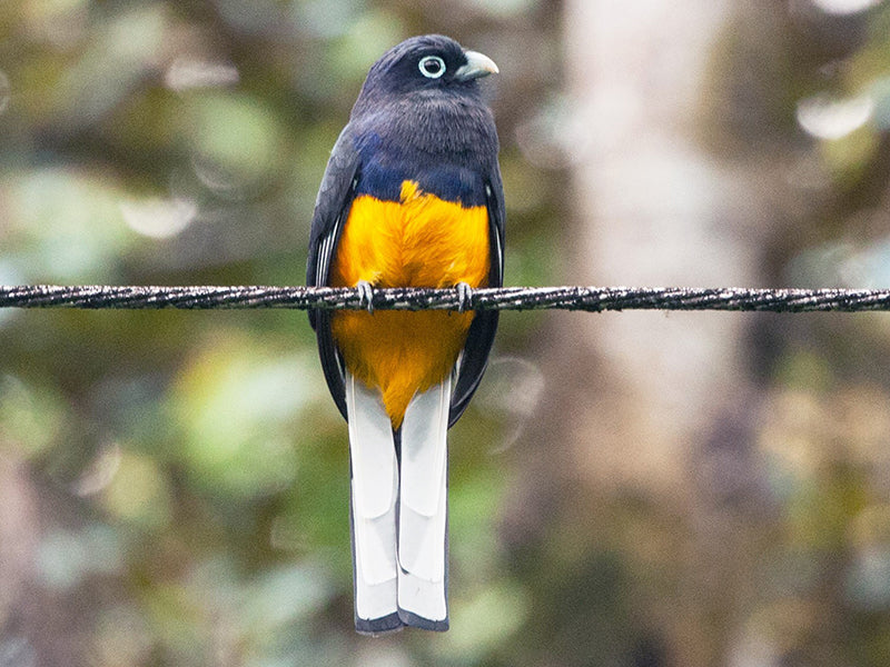 White-tailed Trogon, Trogon chionurus, Trogón Coliblanco