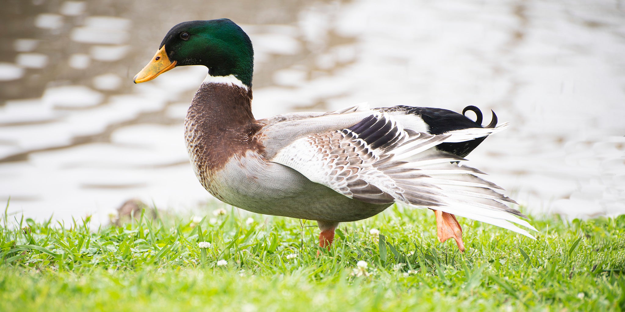 Mallard, Pato Real, Anas platyrhynchos