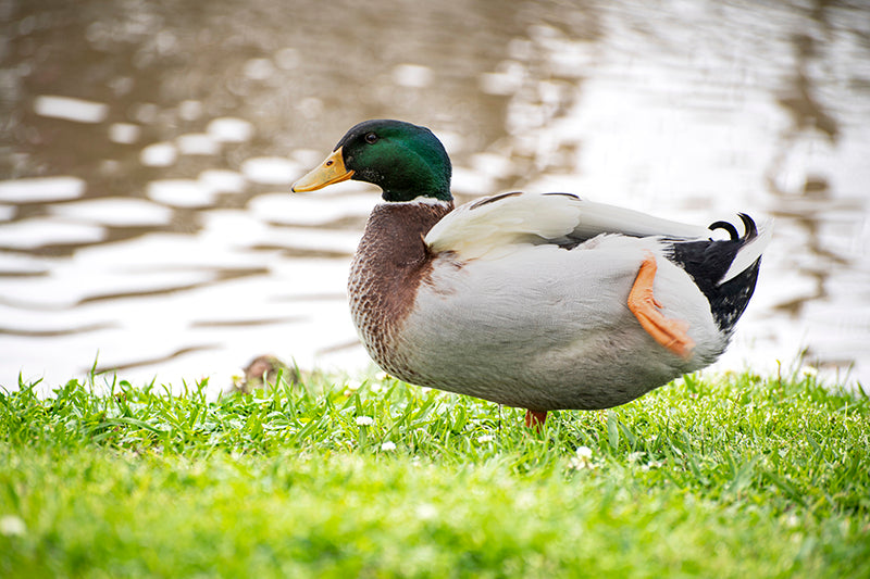 mallard duck