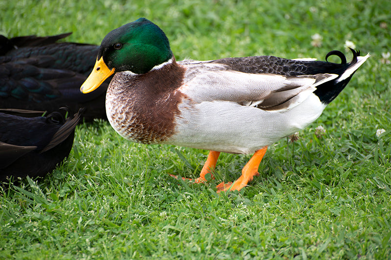 Mallard has an orange yellow bill with black across center