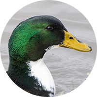 mallard-duck-head