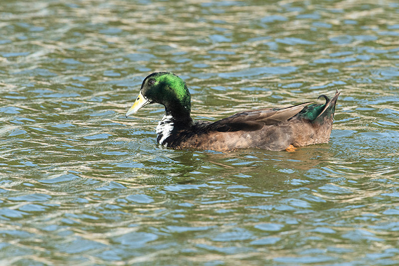 Mallard with a bottle green head