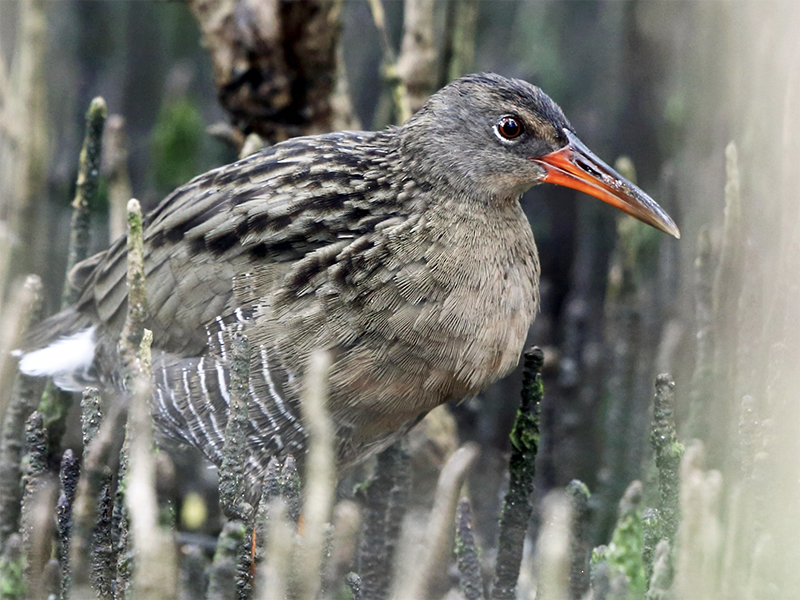 Mangrove Rail, Rallus longirostris, Rascón Manglero