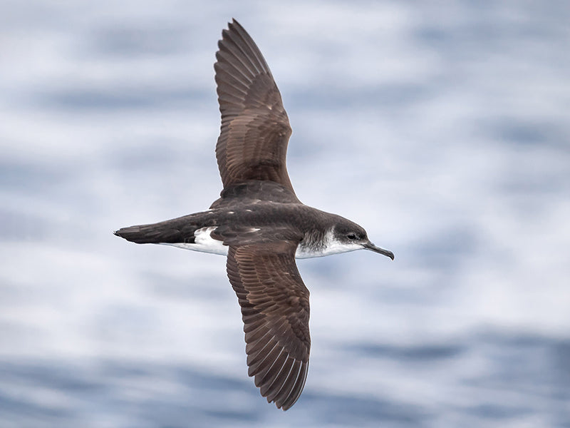 Manx Shearwater, Puffinus puffinus, Pardela Pintada