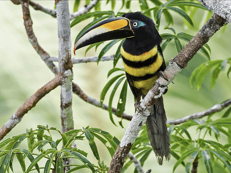 Many-banded Aracari, Pteroglossus pluricinctus, Pichi Bibandeado, Many-banded  Araçari