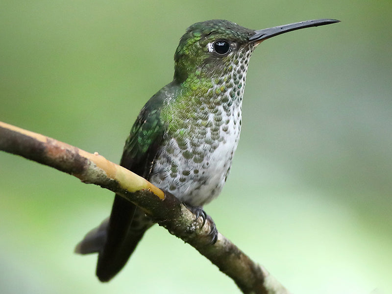 Many-spotted Hummingbird, Taphrospilus hypostictus, Colibrí Grande Oliva