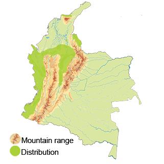 distribution of the band-tailed barb throat