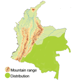 Distribution of the black-eared fairy