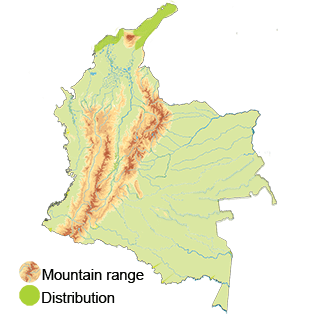 Distribution of the Bare-eyed Pigeon