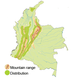 distribution of the brown Violetear