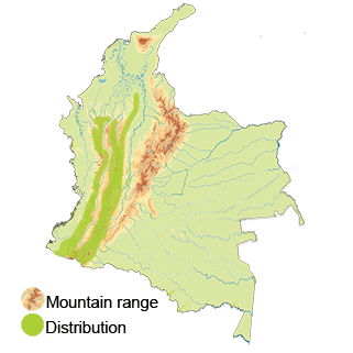 Distribution of the Choco Daggerbill