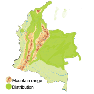 distribution of the common-ground-dove in Colombia